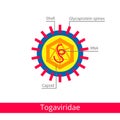 Togaviridae. Classification of viruses.