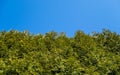 The bottom view of the hedge toward the sky - larger gap