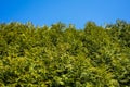 The bottom view of the hedge toward the sky - small gap