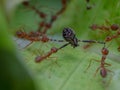close-up group of fire ants attack orb weaver spider on a green leaf Royalty Free Stock Photo