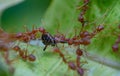 close-up group of fire ants eating alive orb weaver spider on a green leaf Royalty Free Stock Photo