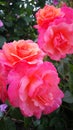 Together Forever rose, orange with a yellow centre, then turning through to a soft peach pink as the flowers fade away