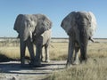 Two Etosha elephants showing strength