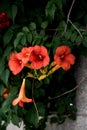 Blossoming morning glory Royalty Free Stock Photo