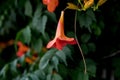 Blossoming morning glory Royalty Free Stock Photo