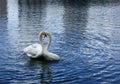 Together loving swans forms a heart