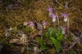 Together We Stand - Group of fairy Slipper Orchids