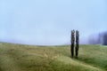 A pair of identical trees stand together