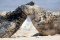 Togetherness. Animal friendship, love and emotion. Affectionate wild seals greeting
