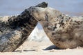 Togetherness. Animal friendship, love and emotion. Affectionate wild seals greeting Royalty Free Stock Photo