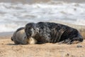 Togetherness. Animals in love cuddling. Affectionate seals hugging