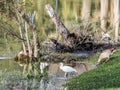 Togetherness in the Wetland Pond