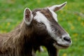 Toggenburg Goat Royalty Free Stock Photo