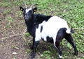 Toggenburg goat against.