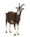 Toggenburg goat against white background Royalty Free Stock Photo