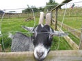 Toggenburg Goat Black and White Cantref Farm Wales