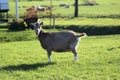 Toggenburg goat Royalty Free Stock Photo