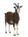 Toggenburg goat looking away against white background Royalty Free Stock Photo