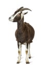 Toggenburg goat looking left against white background