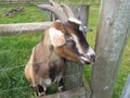 Toggenburg Goat Peering through fence Cantref Farm Wales