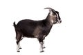 Toggenburg goat on the white