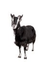 Toggenburg goat on the white