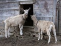 Toggenburg Goats