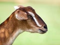 Toggenburg hornless goat