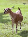 Toggenburg hornless goat