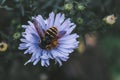 toiler-bee on a purple flower