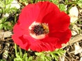 Yellow bee on red flower Royalty Free Stock Photo