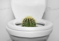 Toilet bowl with cactus near wall. Hemorrhoids concept