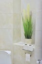 Toilet interior, decorative potted plant, toilet paper rolls