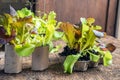 Toilet paper roll seedlings Royalty Free Stock Photo