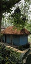 Toilet on top of The roof covered with dry leaves in the forest with big trees and green plants, beautiful nature.Mobile photo