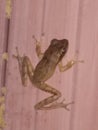 In the toilet a wild frog is climbing on door
