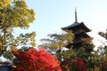 Toji pagoda and autumn leaves in the early morning, in Kyoto, Japan