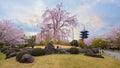 Toji Temple in Kyoto, Japan during beautiful full bloom cherry blossom season