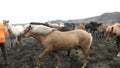 Feeding icelanding horse in Iceland 4K footage.