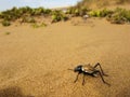 Tok-tokkie darkling beetle (Onymacris sp.) on sand of Namib desert in Namibia, South Africa Royalty Free Stock Photo