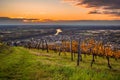 Tokaj, Hungary - The world famous Hungarian vineyards of Tokaj wine region with beautiful green grass and colorful sky at sunrise