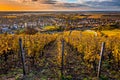 Tokaj, Hungary - The world famous Hungarian vineyards of Tokaj wine region, taken on a warm, golden glowing autumn morning