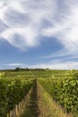 Tokaj landscape with vineyard, Unesco site, Hungary Royalty Free Stock Photo