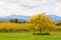 Tokar Estate vineyard - Coldstream Royalty Free Stock Photo