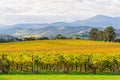 Tokar Estate vineyard - Coldstream Royalty Free Stock Photo