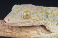 Tokay gecko Royalty Free Stock Photo