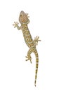 Tokay gecko Royalty Free Stock Photo