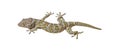 Tokay Gecko Royalty Free Stock Photo