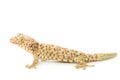 Tokay Gecko Royalty Free Stock Photo