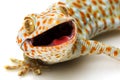 Tokay Gecko